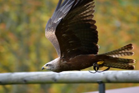 Nature raptor bird of prey