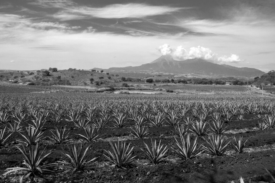 Landscape colima land