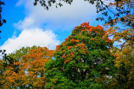 Calm foliage color