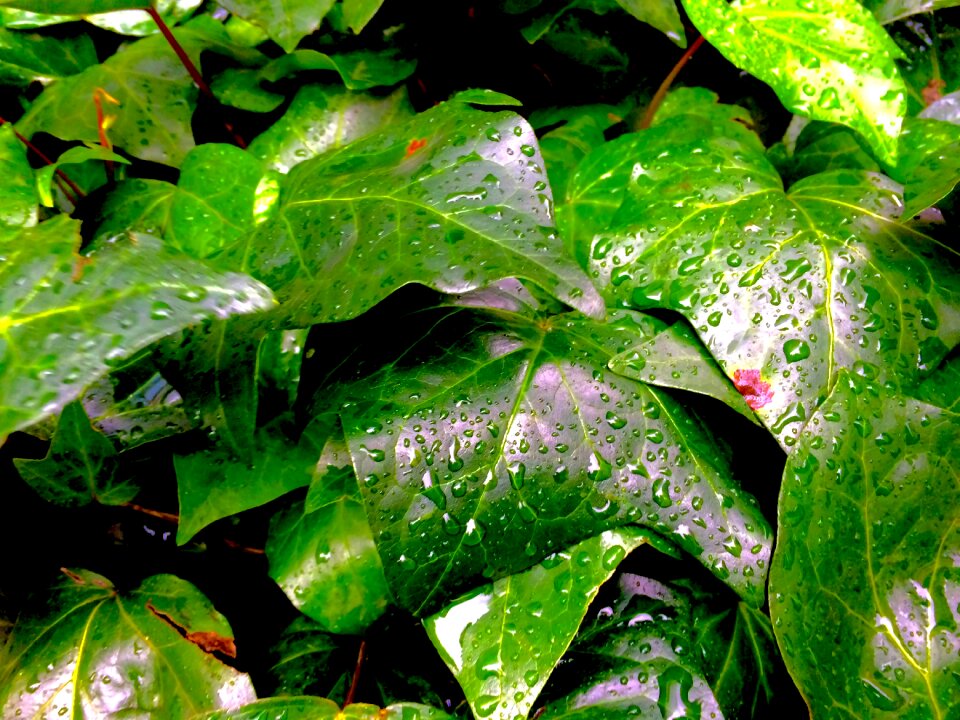 Rain water flower bed aoyama