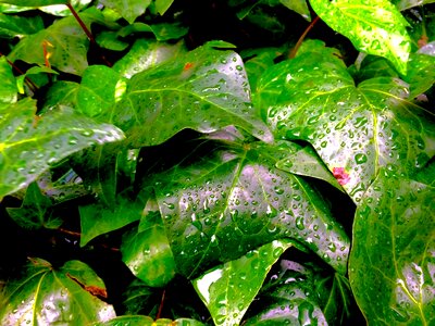 Rain water flower bed aoyama photo