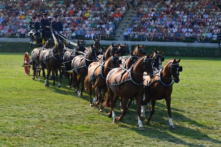 Carriage stallion parade neustadt dosse
