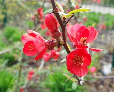 Chaenomeles speciosa nakai sweet red flower winter flower