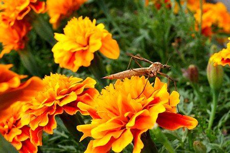 Close up insect nature