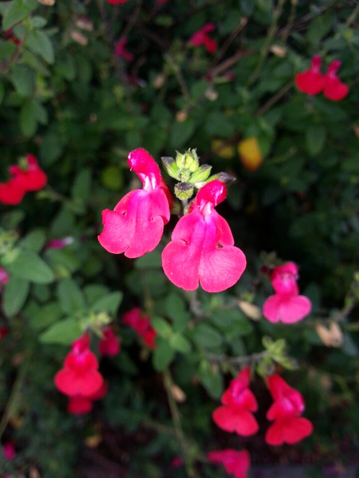 Salvia greggii flower plant
