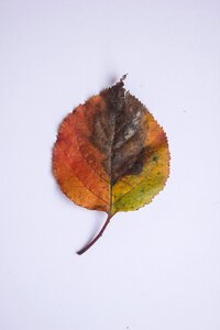Autumn colors colorful