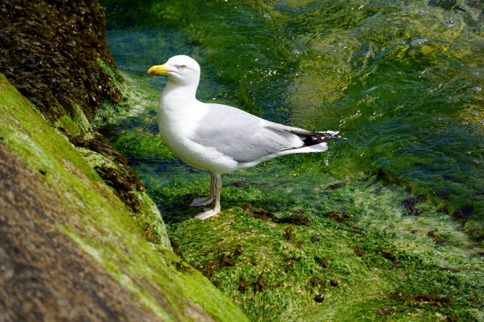 Nature ornithology sea ​​bird