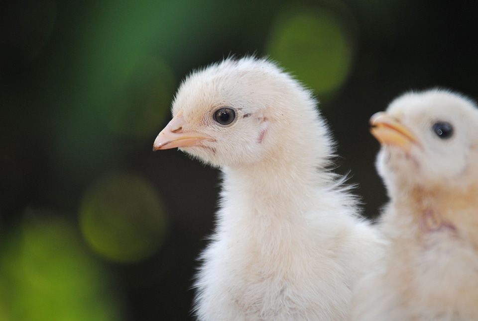 Hatching bird nature photo