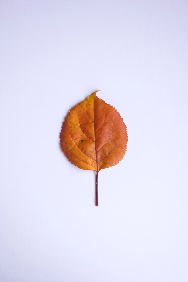 Autumn colors orange