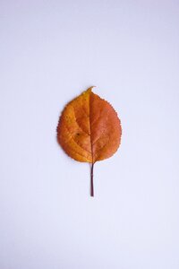 Autumn colors orange