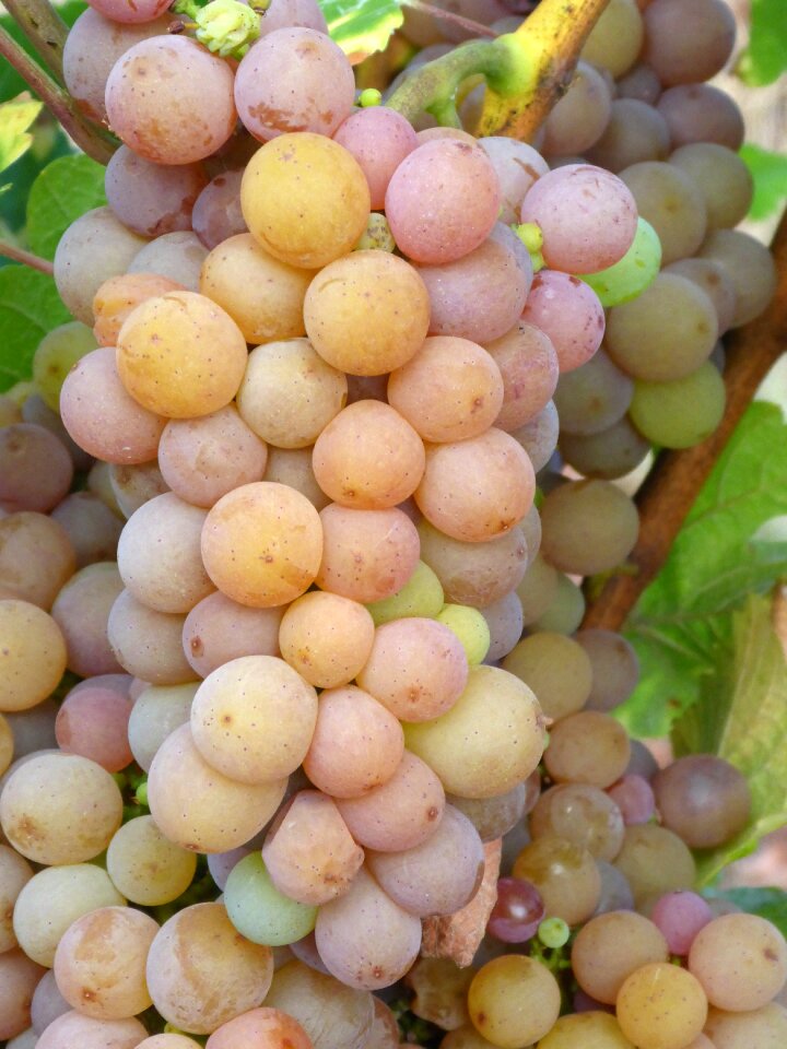 Pinot gris fruit berry