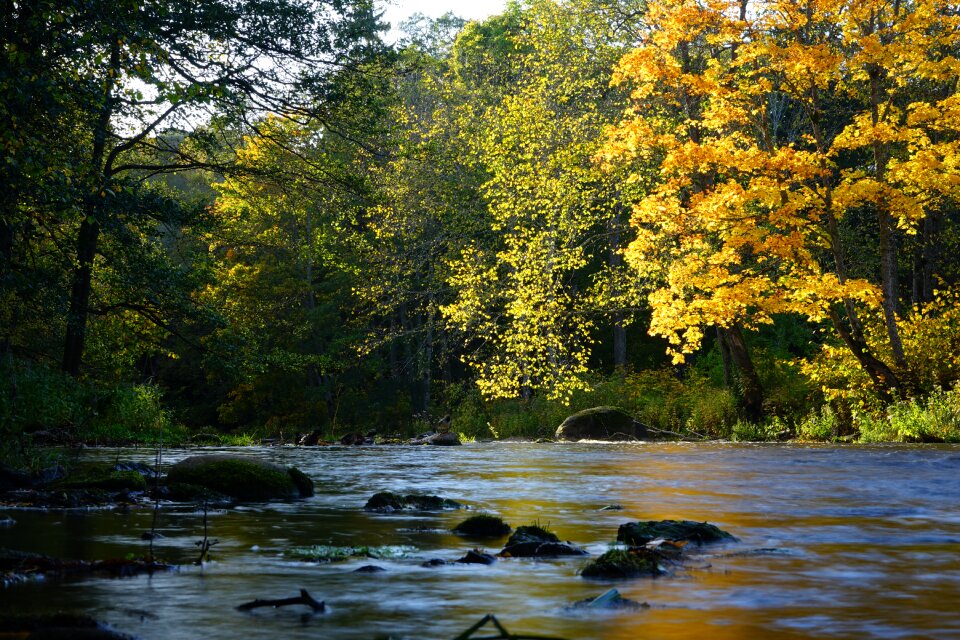 Calm tree landscape