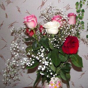 Beautiful flowers red rose red roses photo