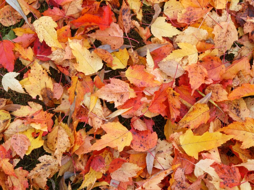 Golden autumn background leaves