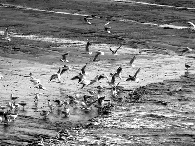 Gulls nature coast