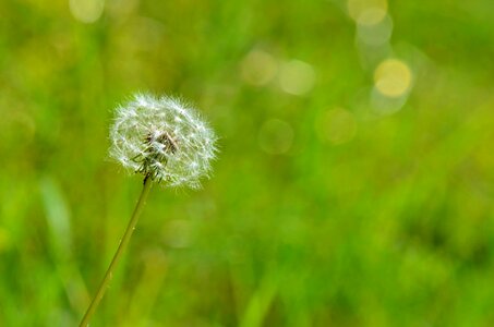 Grass dandelion outdoors photo