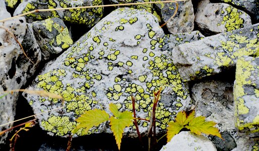 Vegetation texture weathered