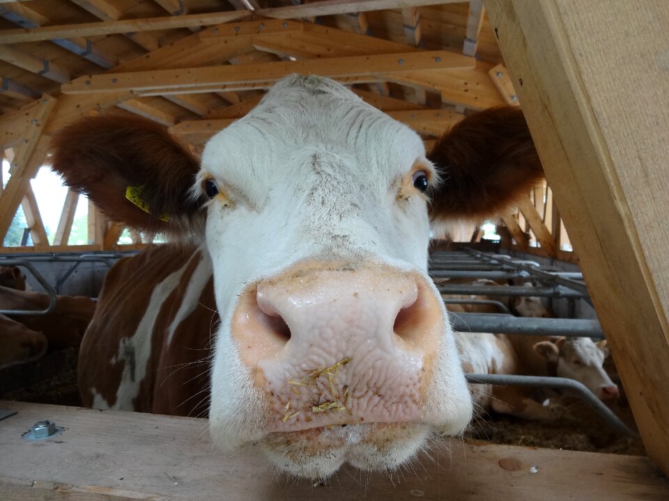 Stall cowshed simmental cow