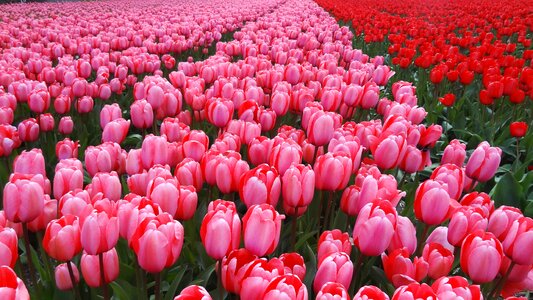 Tulips pink nature