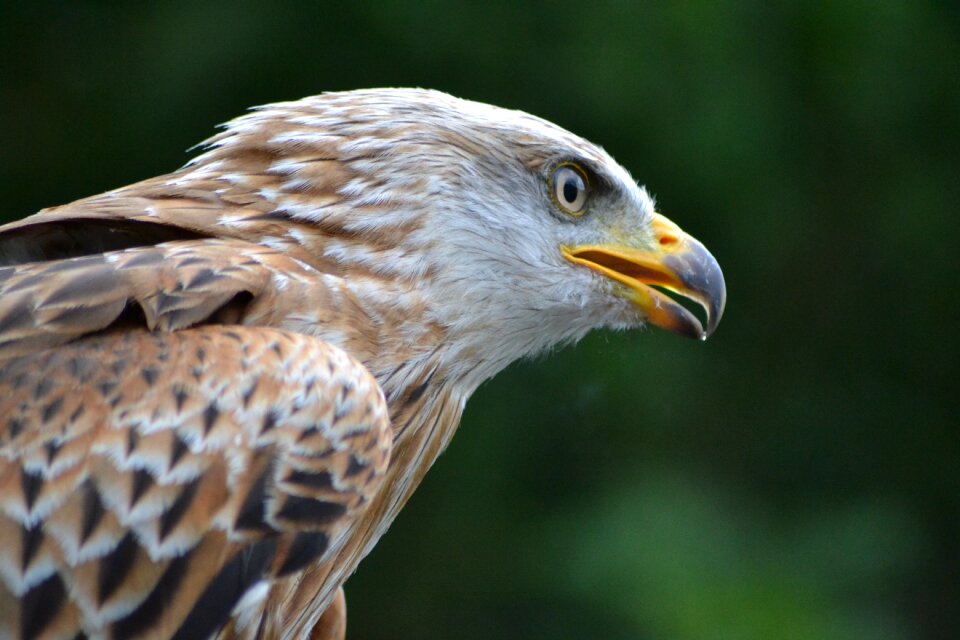 Nature raptor bird of prey
