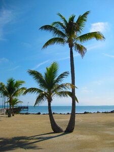 Palm tree tropical ocean photo