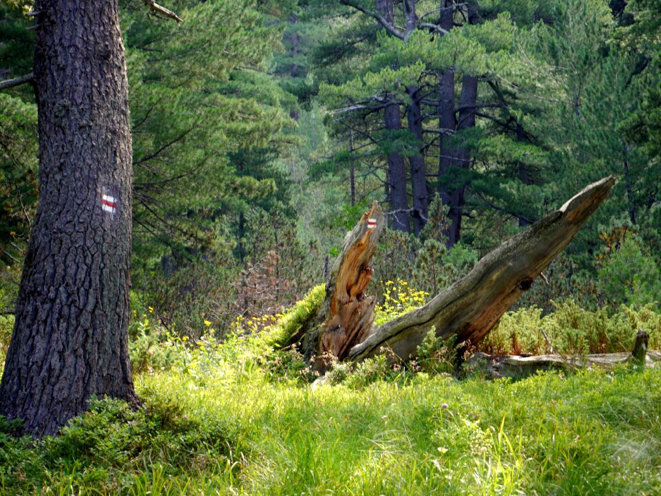 Trees wood grass