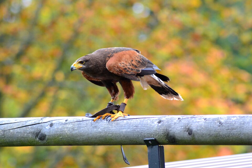 Nature raptor bird of prey