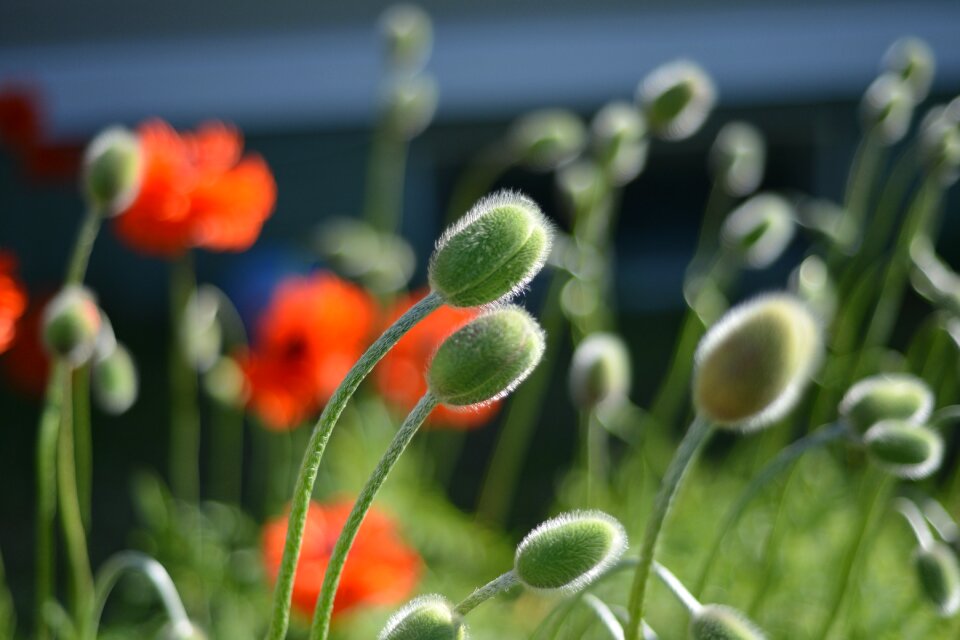 Green garden flowers