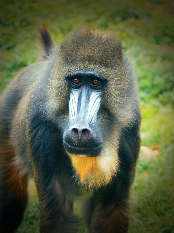 Zoo augsburg males male