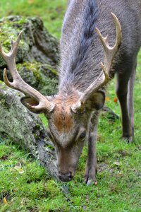 Sika deer wildlife park nature