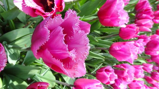 Spring garden flowers
