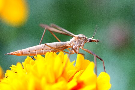 Schneider close up insect