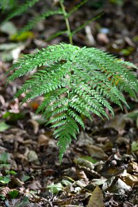 Nature leaf fern forest plant photo