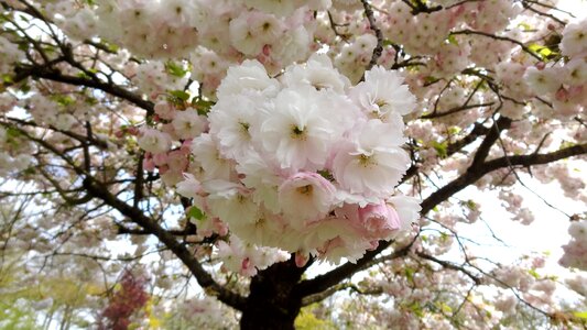 Flower spring garden