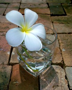 Frangipani white nature