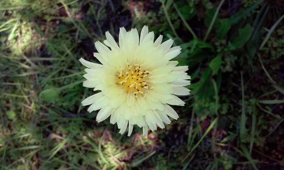 Bloom flowering outdoors