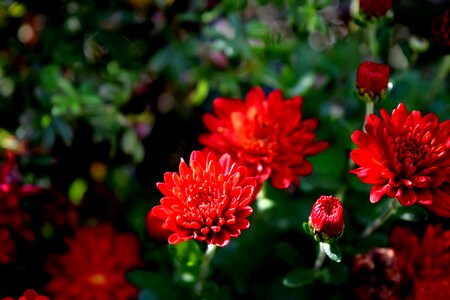 Red bloom annual