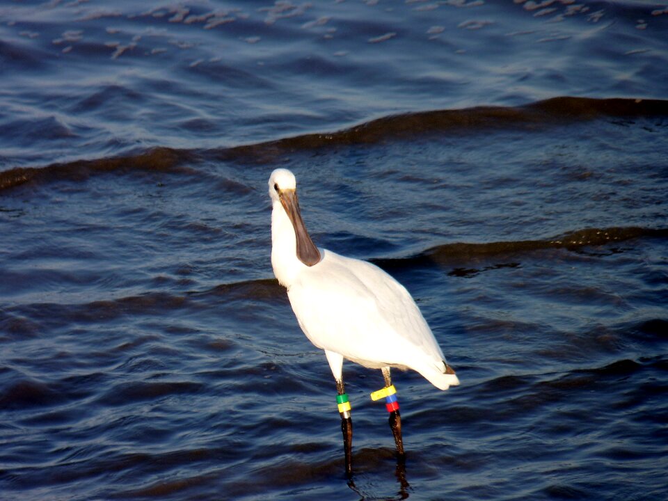Spoonbill waterfowl rings