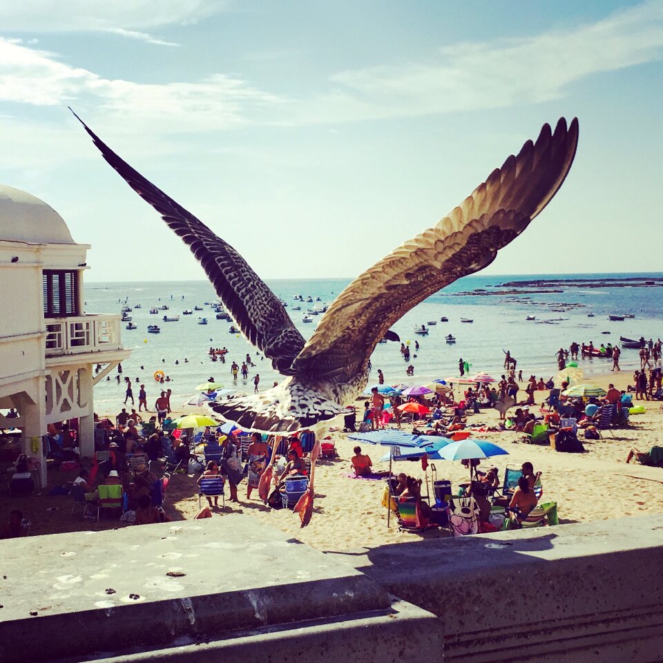 Beach summer wings