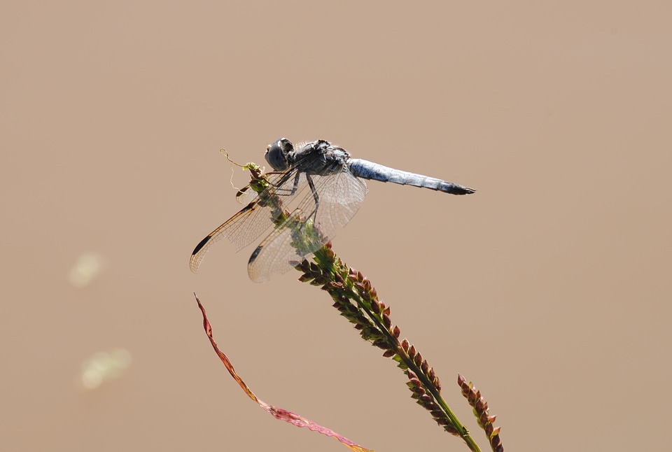 Reptile insect fly