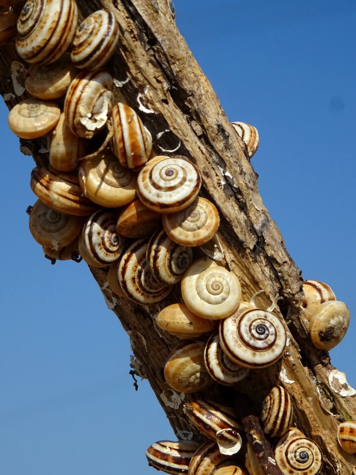 Branch snail shell nature