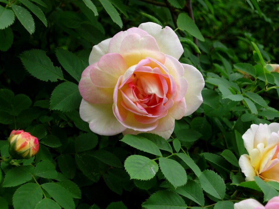 Rose petals macro nature