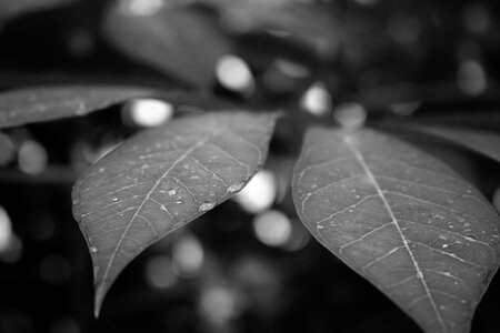Black and white drops frost