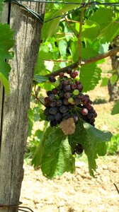 Summer grapevine south of france photo