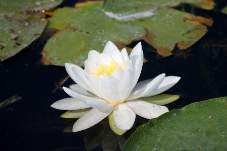 Flower water nature