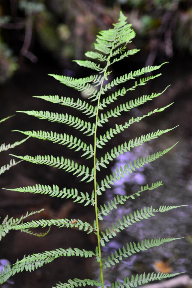 Nature leaf fern forest plant