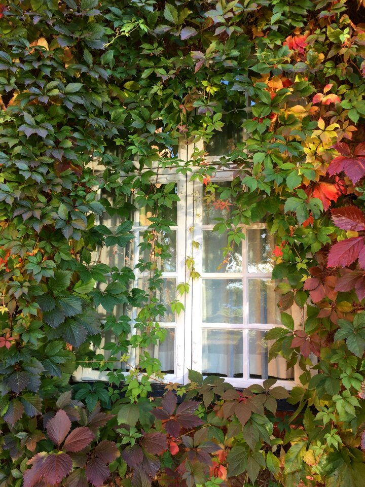 Virginia creeper autumn green
