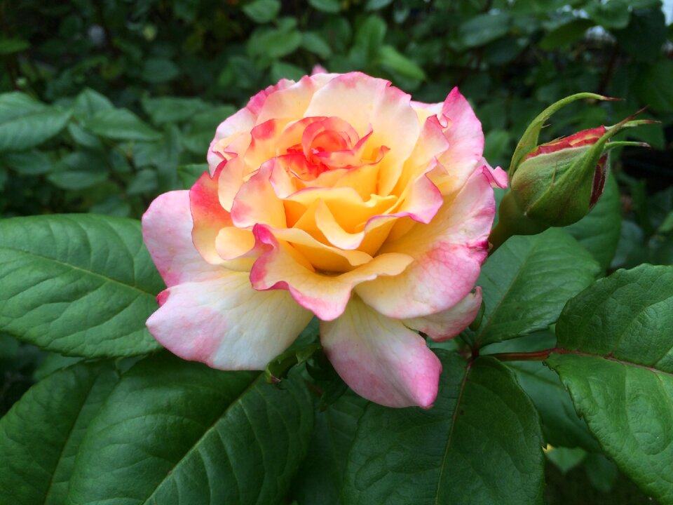 Flower pastellfarben filigree