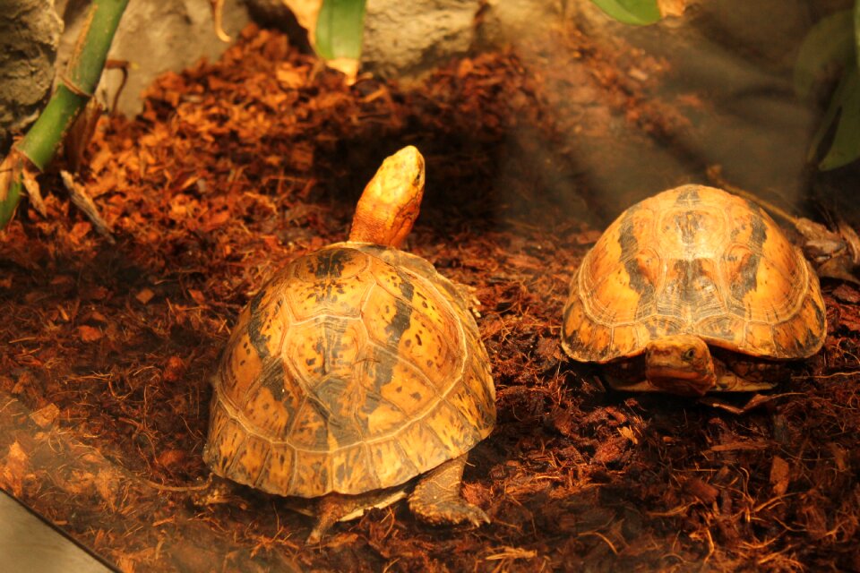 Turtle amphibians Free photos