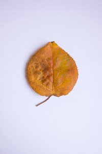 Autumn colors orange